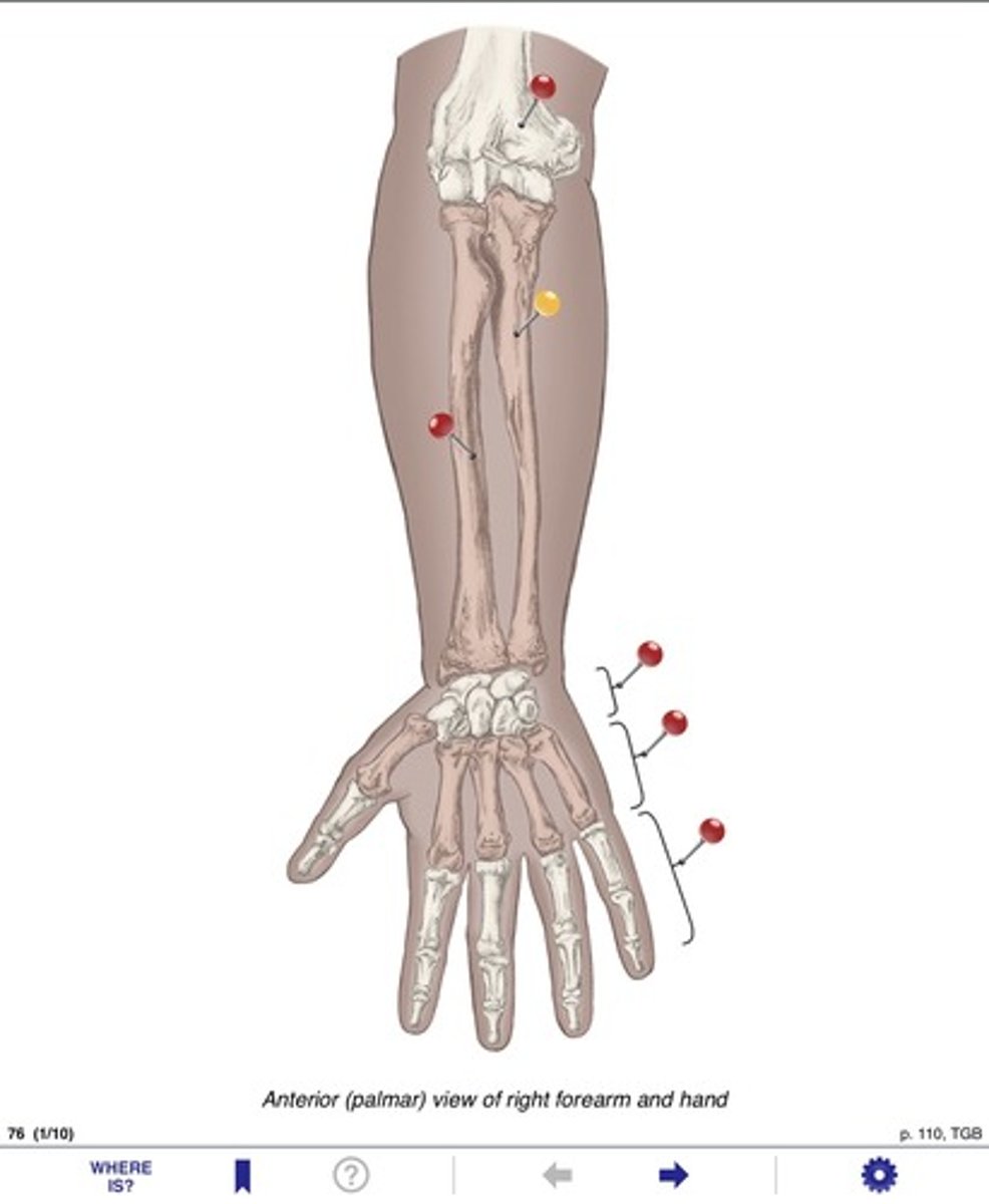 <p>Name the bone at the yellow pin</p>