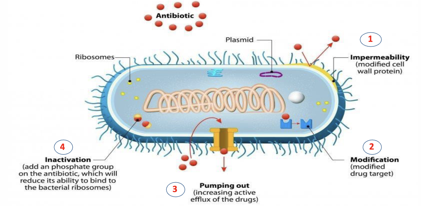 <ul><li><p>limiting uptake of a drug (cell wall protein modification)</p></li><li><p>modification of a drug target (changing shape of drug receptor)</p></li><li><p>active efflux of a drug (pumping out the drop)</p></li><li><p>inactivation a drug (adding phosphate group to the drug, making it unable to bind to bacterial ribosome)</p></li></ul><p></p>