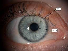 <p>What allows light to come in by expanding and contracting the pupil</p>