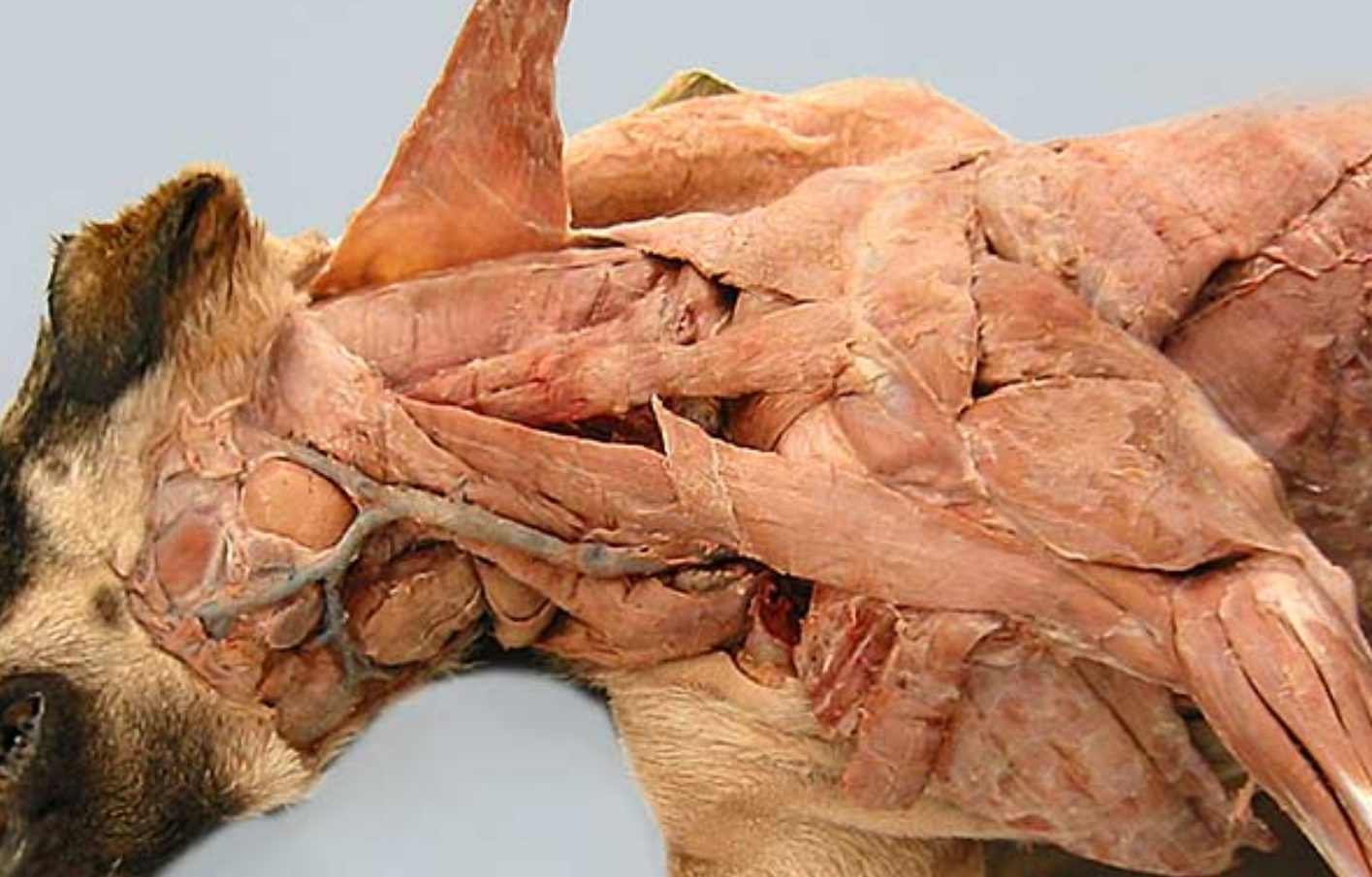 <ol><li><p>-</p></li><li><p>cleidocervicalis m (cervical part of cleidocephalicus)</p></li><li><p>cleidomastoideus m (mastoid part of cleidocephalicus)</p></li><li><p>cleidobrachialis m</p></li><li><p>omotransversarius m</p></li><li><p>trapezius m</p></li><li><p>latissimus dorsi m</p></li><li><p>superficial pectoral m</p></li><li><p>deep pectoral m</p></li></ol><p></p><p>2+3 = cleidocephalicus</p><p>4+2+3 = brachiocephalicus</p>