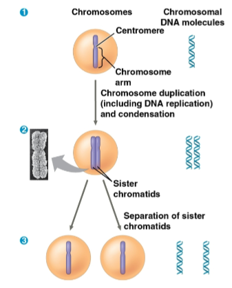 <p>Sister chromatids</p>