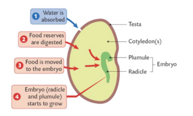 <p>starts once the seed has landed in suitable soil with sufficient water, oxygen + warmth</p><ul><li><p>the fertilised egg in the seed develops into embryo which consists of:</p><ul><li><p>radicle (root) to absorb water and soil nutrients</p></li><li><p>a plumule (stem) that develops green leaves for food production</p></li></ul></li></ul><p></p>