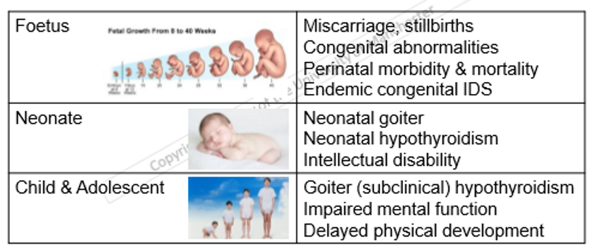 <ul><li><p>key role in developing neural and skeletal systems </p></li><li><p>loss of t4 supply to foetus leads to irreversible intellectual disability and dwarfism </p></li><li><p>cretinism- iodine deficiency syndrome </p></li><li><p>metamorphosis requires thyroid hormones </p></li></ul><p></p>