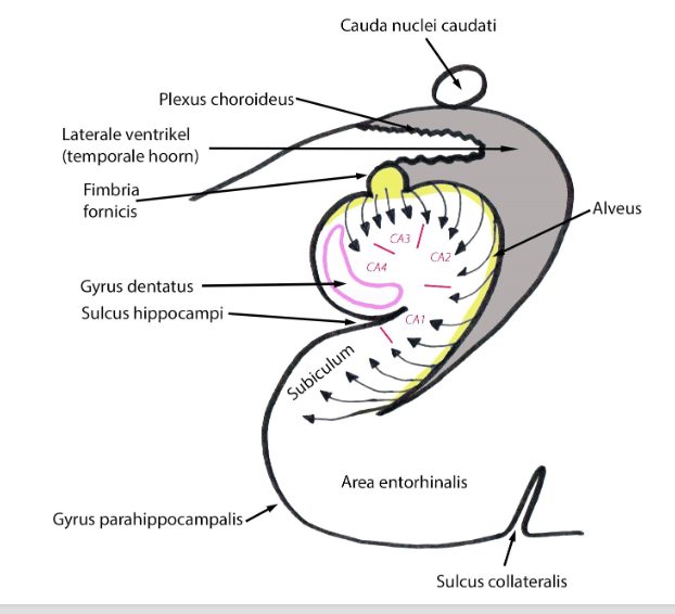<p>(mediaal: links - lateraal: rechts) (anterieur: door het scherm - posterieur: naar jou toe)</p><ul><li><p>hippocampus &amp; gyrus dentatus: archicorticale cytoarchitectuur</p><ul><li><p>3 cellagen</p></li></ul></li><li><p>cellagen van de hippocampus:</p><ul><li><p>moleculaire laag</p></li><li><p>piramidale laag</p></li><li><p>polymorfe (multiforme) laag</p></li></ul></li><li><p>cellagen van de gyrus dentatus:</p><ul><li><p>moleculaire laag</p></li><li><p>granulaire laag</p></li><li><p>polymorfe (multiforme) laag</p></li></ul></li><li><p>subiculum &amp; gyrus parahippocampalis (entorhinale cortex): overgangscortex (paleocortex)</p></li><li><p>piramidale cellen van hippocampus &amp; subiculum:</p><ul><li><p>hebben axonen die lopen naar alveus</p></li><li><p>alveus</p><ul><li><p>= dun laagje witte stof die hippocampus bedekt</p></li><li><p>hierin: projectievezels van hippocampus &amp; subiculum</p><ul><li><p>vezels lopen dan verder in fimbria fornicis &amp; zo naar fornix</p></li></ul></li></ul></li></ul></li><li><p>korrelcellen = projectieneuronen van gyrus dentatus</p><ul><li><p>axonen maken synaps met dendrieten van piramidale cellen in hippocampus</p></li></ul></li></ul><p>→ cytoarchitectuur van hippocampus vrij uniform</p><ul><li><p>MAAR: toch variaties in morfologie van samenstellende neuronen &amp; in gevolgde banen van vezels</p><ul><li><p>DUS: hippocampus opgesplitst in sectoren:</p><ul><li><p>CA1, CA2, CA3 &amp; CA4</p><ul><li><p>CA = cornu ammonis</p></li><li><p>CA4: bij mens weinig ontwikkeld, ligt in hilus van gyrus dentatus</p></li></ul></li></ul></li></ul></li></ul><p></p>