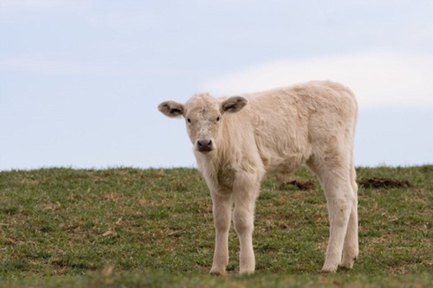 <p>veal/calf</p>