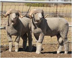 Origin: France, Traits: herding instinct and wool prodiction
