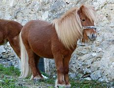 Origin: Shetland islands

typically a children’s pony

originally used in coal mines