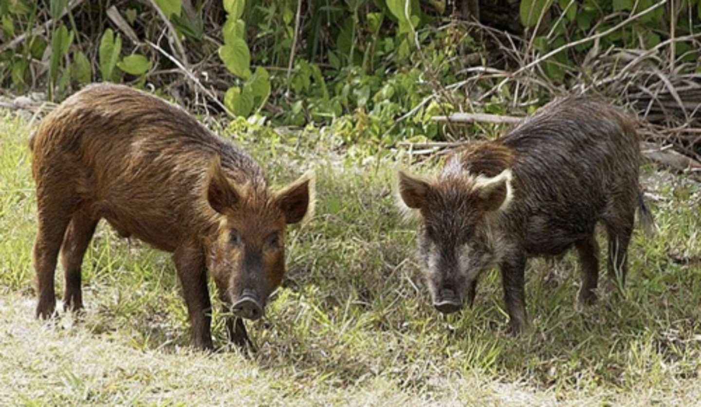 <p>Feral Swine</p>