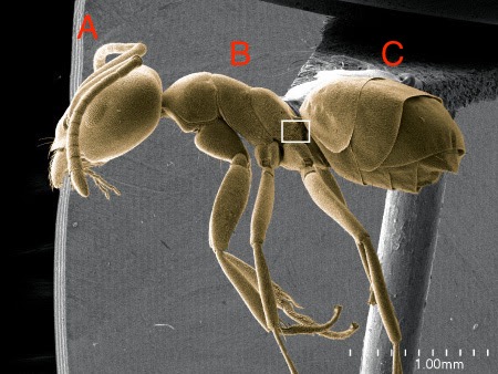 <p>What are the three tagmata of hexapods?</p>