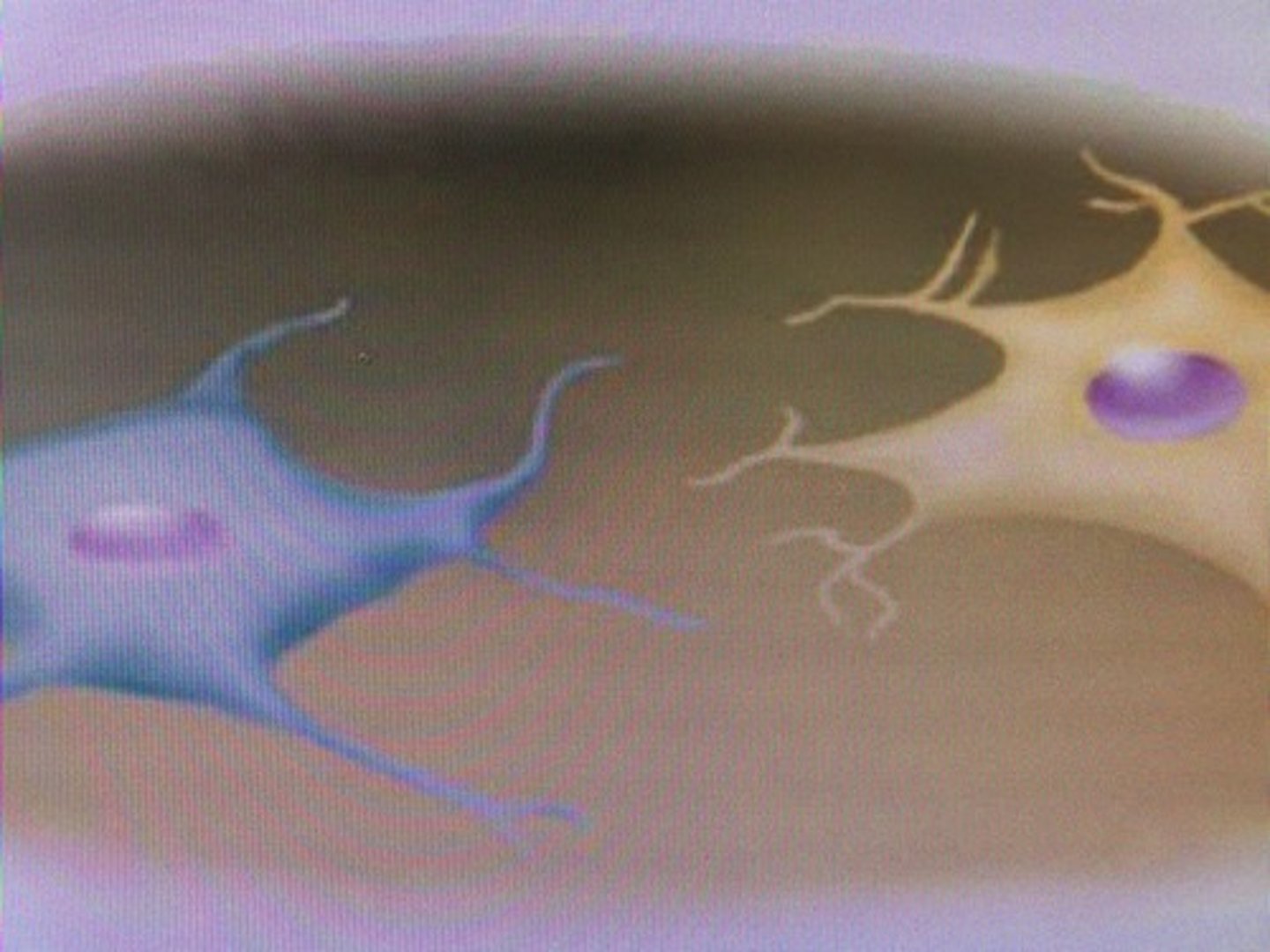 <p>(type of cell) star-like</p>