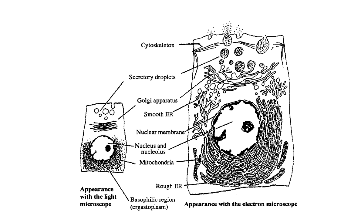 <p>Part of Liver cell→ rat</p>