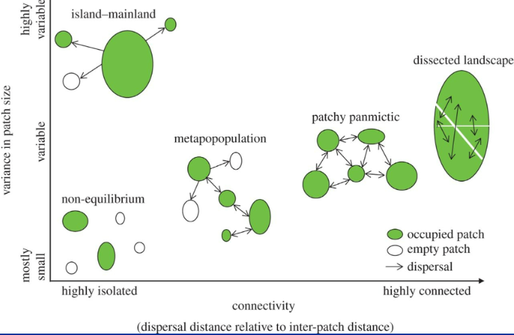 <ul><li><p>island-mainland</p></li><li><p>non-equilibrium</p></li><li><p>metapopulation</p></li><li><p>patchy panmictic</p></li><li><p>dissected landscape</p></li></ul><p></p>