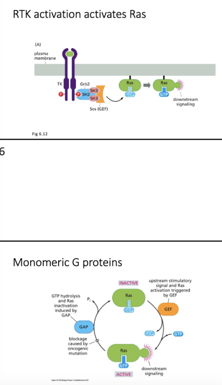 <ul><li><p>Explain with examples how monomeric G proteins are activated and inactivated and how they function in signaling pathways.</p></li></ul>