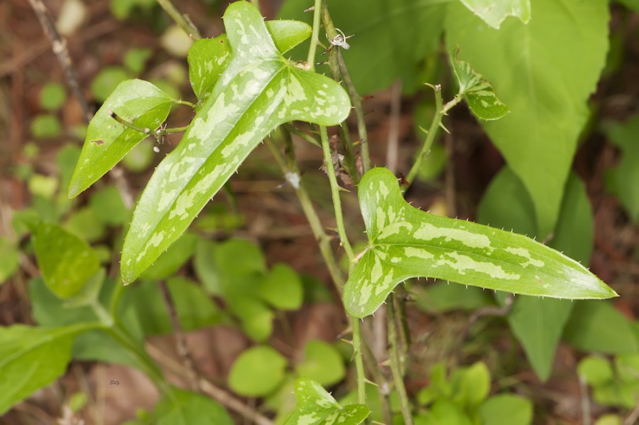 <ul><li><p>native, UPL - OBL</p></li><li><p>vine</p></li><li><p>thorns</p></li></ul>