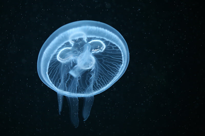<p>(can touch) dinner plate sized, short tentacles, clear</p>