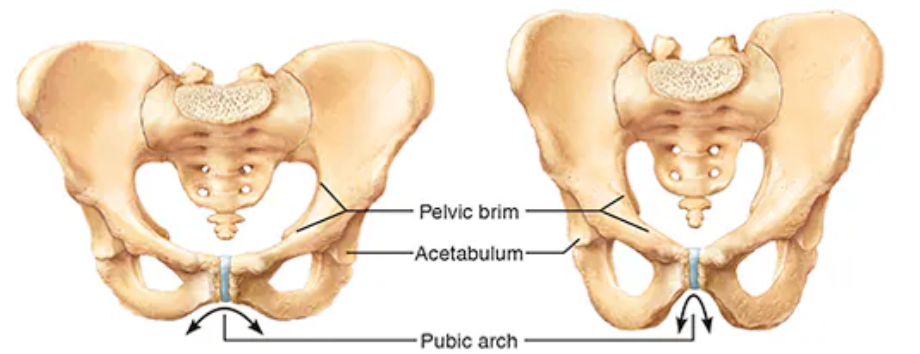 <p>Male vs Female Pelvic Girdle (which side is which, list differences)</p>