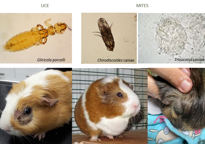 <p><span>Mites/lice</span></p><p><span>Ringworm/Dermatophytiasis - crust lesions and alopecia, peri-ocular/nostrils, pruritis if secondary infection, zoonotic</span></p><p><span>Cervical lymphadenitis - Strep equi zooepidemicus, abscesses of cervical lymph nodes after oral abrasions, causes pneumonia, otitis media, septicaemia, surgical excision or lance and flush, antibiotics</span></p><p><span>Sebaceous lumps - old boars, rump and lower back, cysts/adenoma/trichoepithelioma/trichofolliculoma, surgical removal</span></p><p><span>Pododermatitis</span></p>