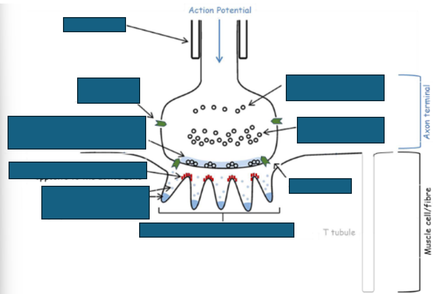<p>functional anatomy of neuromuscular junction</p>