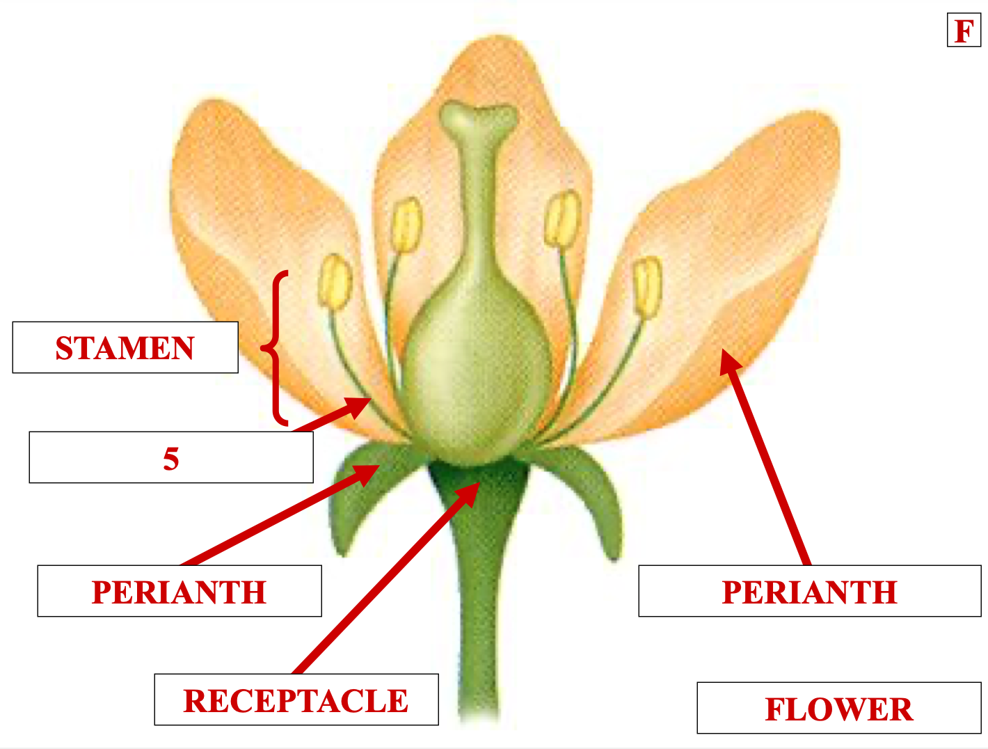 <p>name structure 5</p>