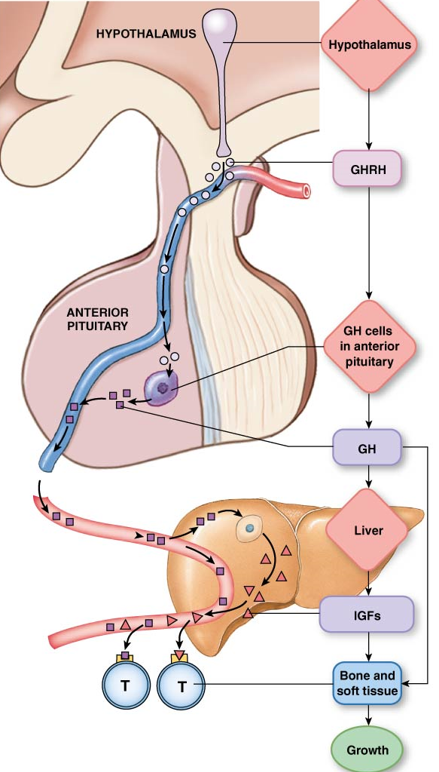 <ol><li><p><strong>Hypothalamus </strong>releases <strong>growth hormone-releasing hormone</strong> (GHRH) into portal system.</p></li><li><p>GHRH acts on <strong>anterior pituitary</strong> growth hormone cells to release <strong>growth hormone</strong> (GH) into bloodstream. </p></li><li><p>GH acts on <strong>liver </strong>cells to release <strong>insulin-like growth factors</strong> (IGFs) into bloodstream.</p></li><li><p>IGFs act on <strong>bone and soft tissue</strong> to stimulate <strong>growth</strong>.</p></li></ol>