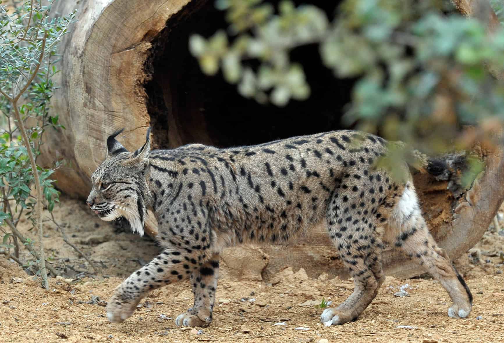 <p>Especie animal o vegetal localizada en un ámbito geográfico reducido y que no se encuentra de forma natural en ningún otro lugar.</p>