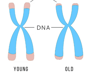 <p>They act as a cushion to protect genes in DNA, they shorten when cells divide and when they’re too short the cell dies, causes organisms to get weak with age</p>