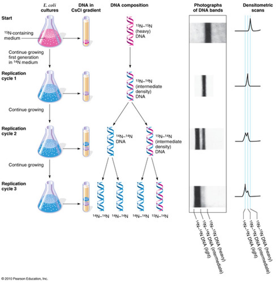 <p>Proved that DNA replicates in a semiconservative fashion, confirming Watson and Crick's hypothesis. Cultured bacteria in a medium containing heavy nitrogen (15N) and then a medium containing light nitrogen (14N); after extracting the DNA, they demonstrated that the replicated DNA consisted of one heavy strand and one light strand</p>