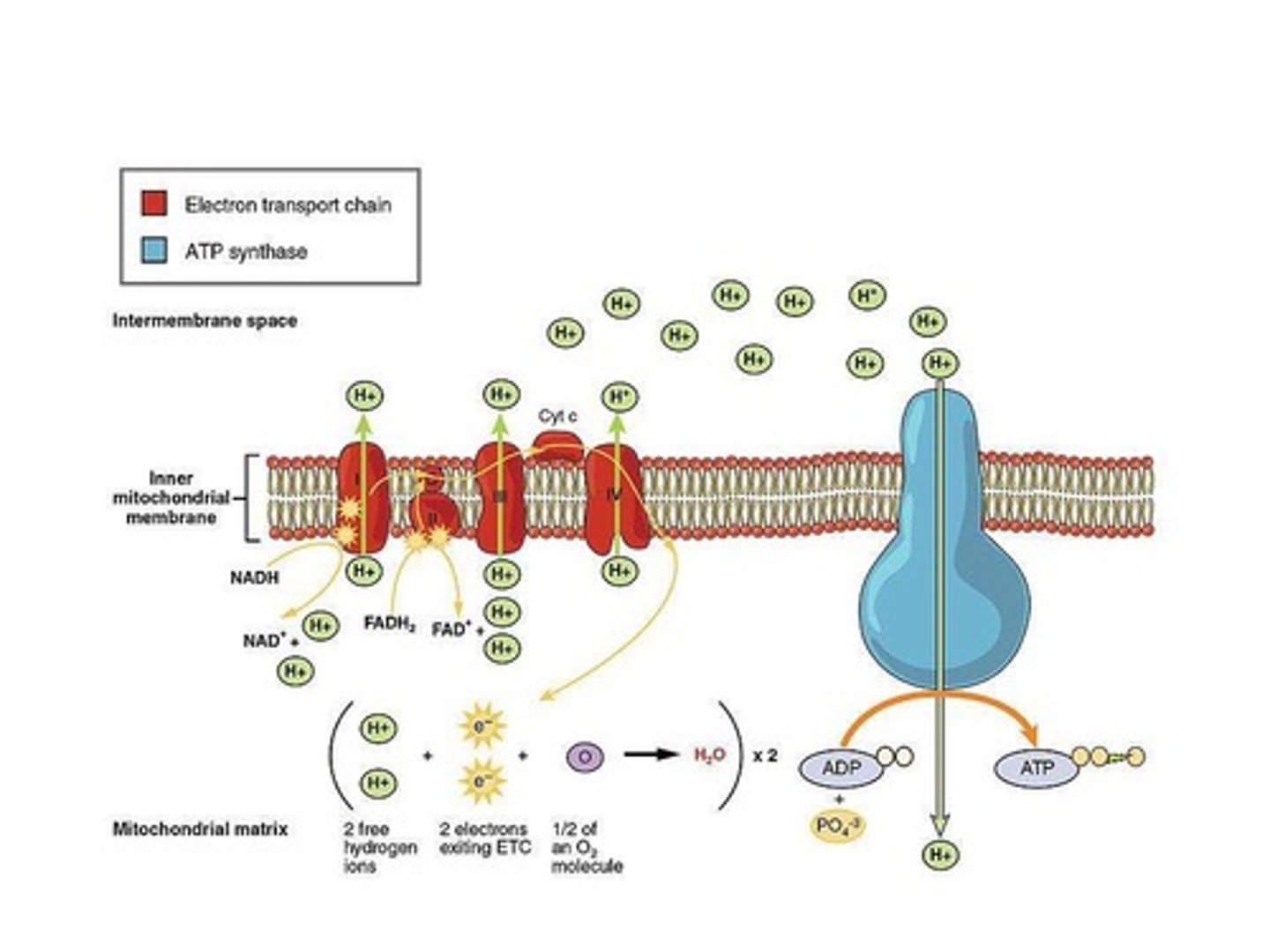 <p>Process generating ATP via electron transport chain.</p>