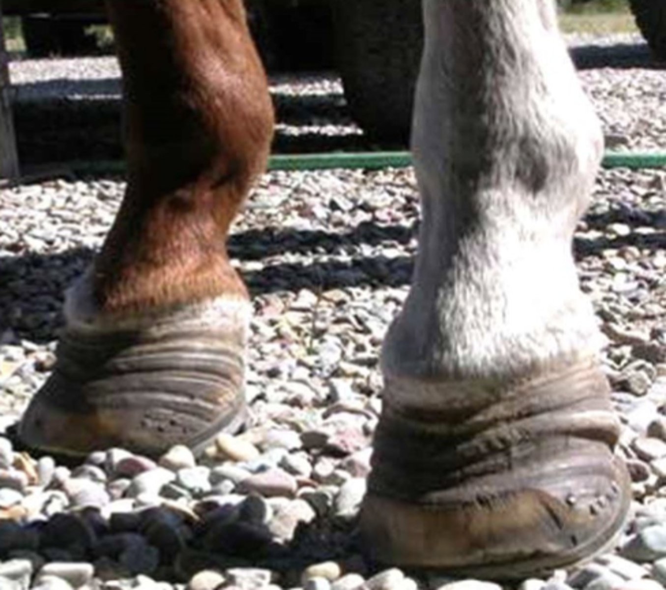 <p>Ved en sundhedsundersøgelse på en hest findes forhovene forandrede (se billede). Hvilken tilstand er dette symptom på?</p><p>- Kronisk infektion i kronranden</p><p>- Mange foderskift over de seneste 6 måneder</p><p>- Laminitis</p><p>- Sur stråle gennem lang tid</p>