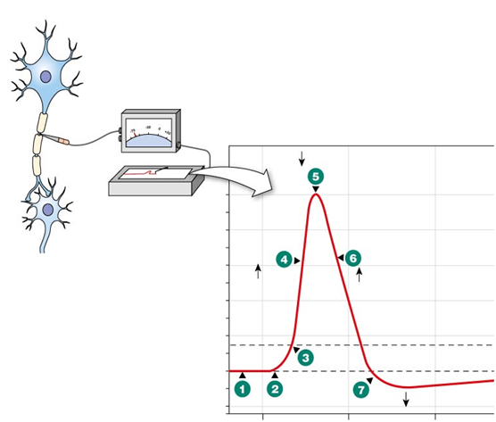 <p><em>[Quiz - Lab 2.1 (Neurophysiology and EEG): Check Your Understanding]</em></p><p><strong>At which number (1-7) is membrane potential most <u>positive</u>?</strong></p>