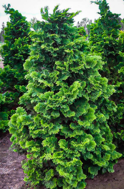 <p>very all together, like unimginable COMPACTED</p>