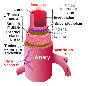 <p>koja je uloga ARTERIJA</p>