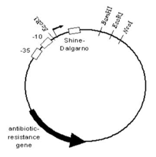 <p>Plays a role in initiation of translation (ribosomal binding site)</p>