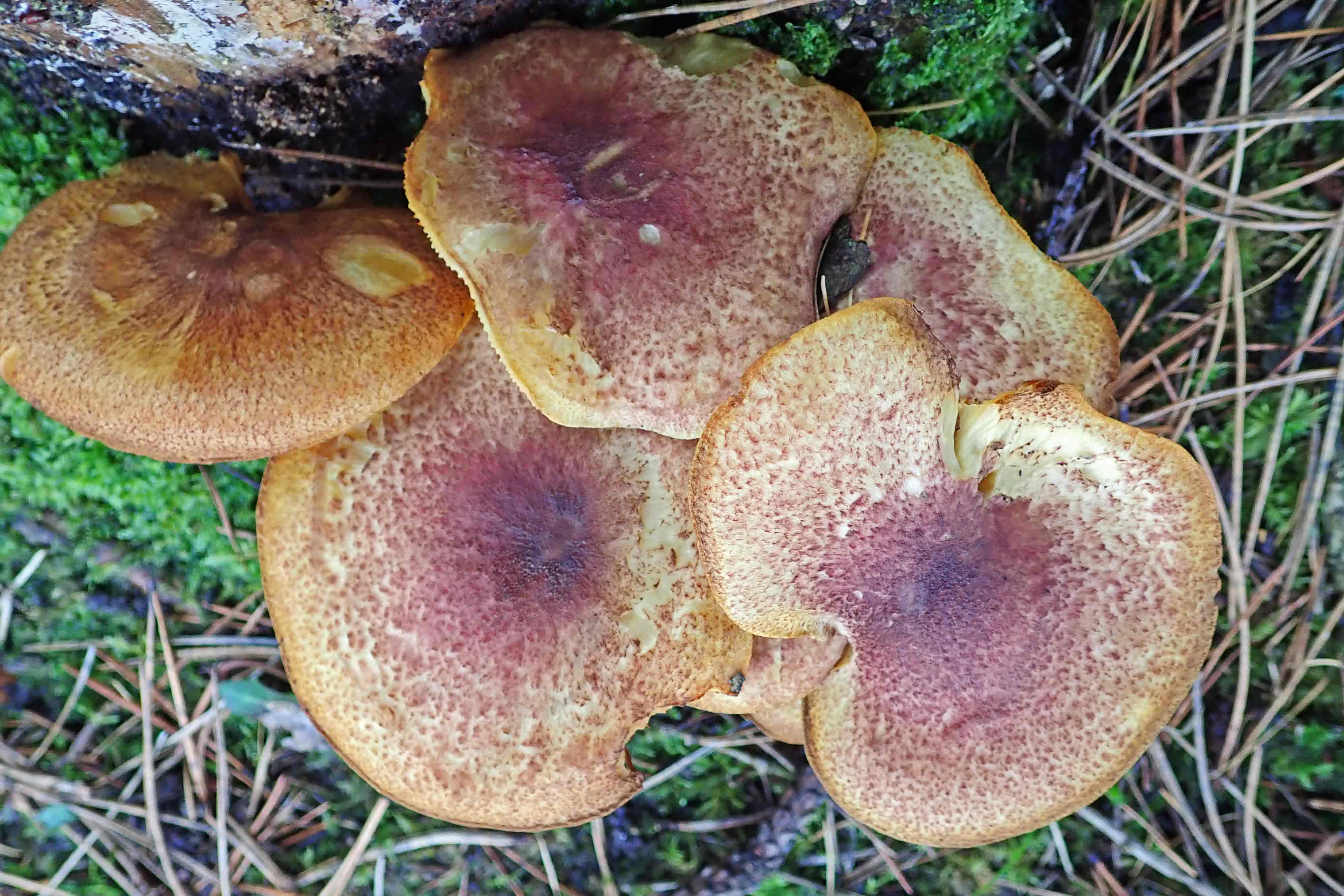 <p>dont eat</p>