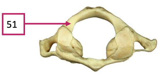 <p>51</p>