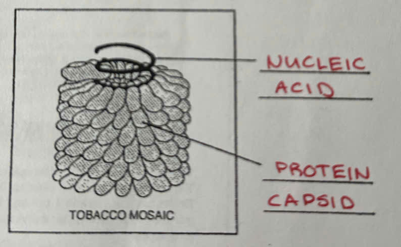 <p><strong>Rod-shaped viruses</strong> made of repeating units of <strong>protein in a spiral/helical arrangement</strong>, <strong>surrounds a helical strand of nucleic acid</strong> runs the length of the virus</p>