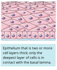 Stratified Cell