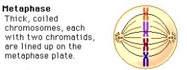 <p>Chromosomes align to the center (metaphase plate) of the cell.</p>