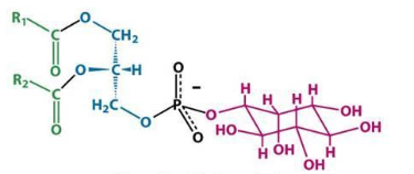 <p>What is this phosphoglyceride?</p>