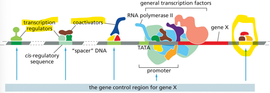<p>both activators and repressors</p><p>can act over very large distances, sometimes &gt;10,000 bp away by DNA looping</p><p>often function as protein complexes on DNA</p><p>includes co-activators and co-repressors that do not directly bind DNA</p>