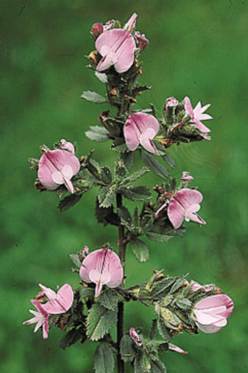 <p>spiny restharrow</p>
