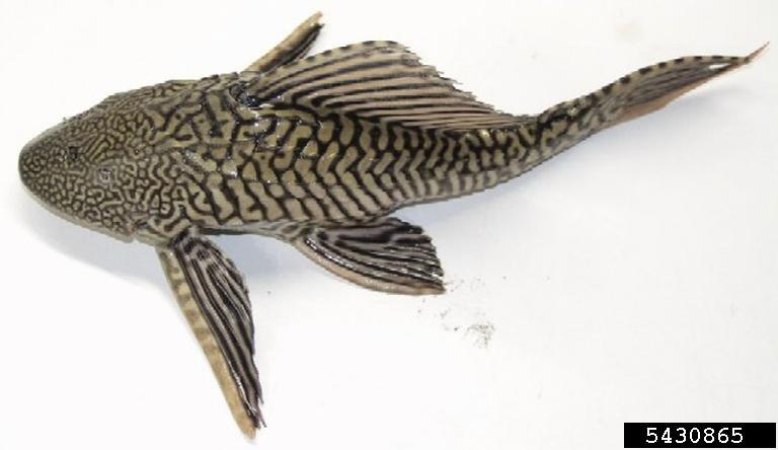 <p>Armored Catfishes</p>