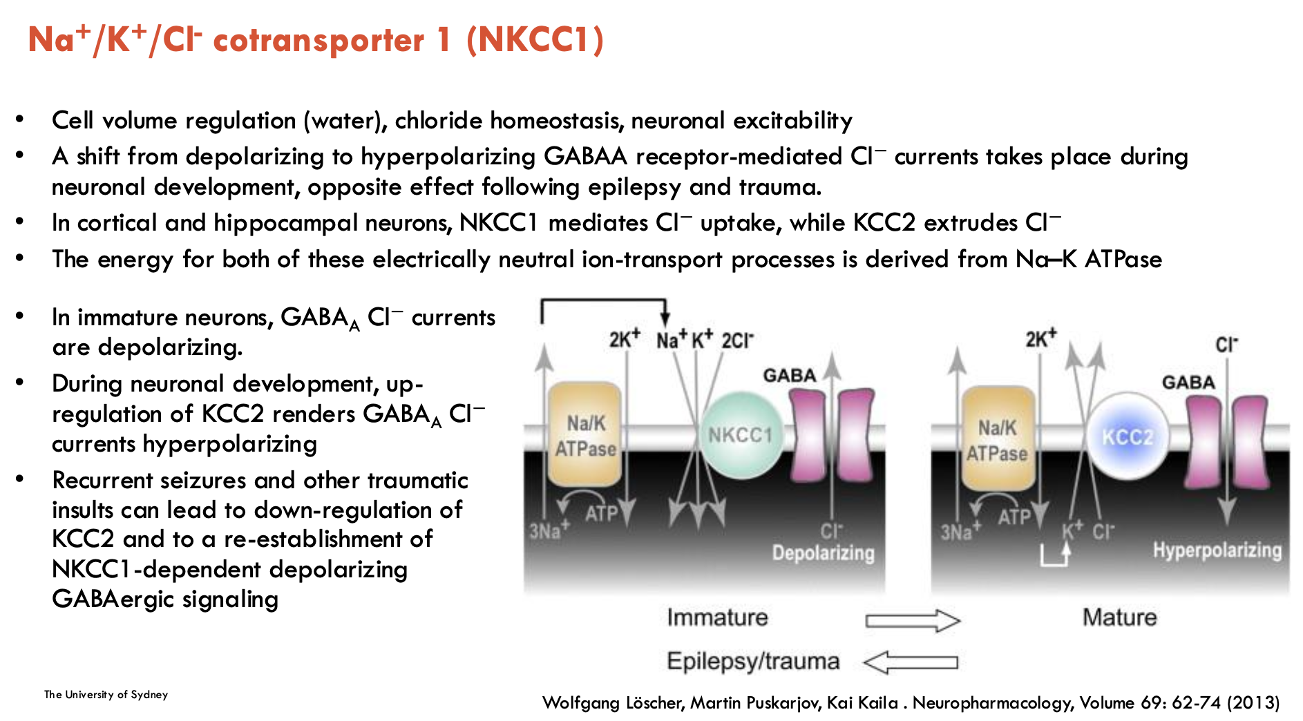 <p>NKCC1 is Na<sup>+</sup>/K<sup>+</sup>/Cl<sup>-</sup> co-transporter 1</p><ul><li><p>responsible for cell volume regulation (water), chloride homeostasis, neuronal excitability</p></li><li><p>As the immature nervous system develops into the mature nervous system, there is a shift from depolarising to hyperpolarising GABA<sub>A</sub> receptor-mediated<sup> </sup>Cl<sup>-</sup> currents takes place during neuronal development</p><ul><li><p>switches direction that Cl<sup>-</sup> moves</p></li><li><p>opposite effect following epilepsy and trauma</p></li></ul></li><li><p>In cortical and hippocampal neurons, NHCC1 mediates Cl<sup>-</sup> uptake, while KCC2 extrudes Cl<sup>-</sup></p></li><li><p>The energy for both of these electrically neutral ion-transport processes is derived from Na<sup>+</sup>-K<sup>+</sup> ATPase</p></li></ul><p></p>