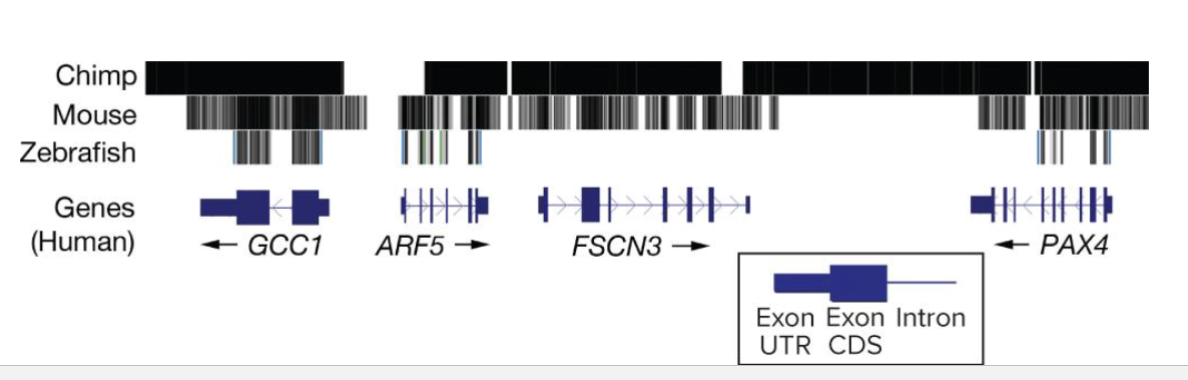 <ul><li><p>A homology map for a 100kb region of the human genome compared to 3 other species shows a range of overlap</p><ul><li><p>Zebrafish overlap is largely contained to exons only, increasing overlap proportional to relatedness of species</p></li></ul></li></ul><p></p>