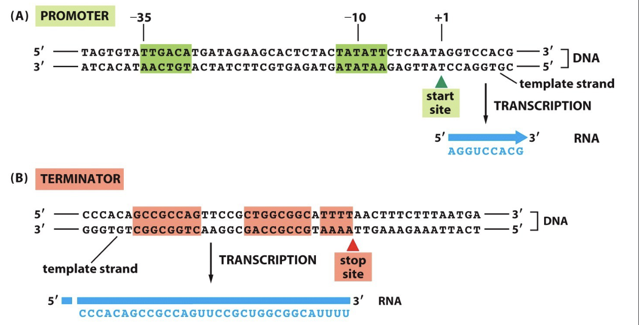 <ul><li><p><u>Template strand:</u></p><ul><li><p>DNA strand being transcribed </p></li></ul></li><li><p><u>Promoter:</u></p><ul><li><p>TATAA Box in eukaryotic cells. Transcription factors and RNA pol II assemble at promoter region on non-template strand</p></li></ul></li><li><p><u>+1 or start site:</u></p><ul><li><p>actual starting point of transcription located on template strand </p></li></ul></li><li><p><u>Upstream:</u></p><ul><li><p>sequence before start site </p></li></ul></li><li><p><u>Downstream:</u></p><ul><li><p>sequence after start site </p></li></ul></li><li><p><u>Coding strand: </u></p><ul><li><p>contains promoter region (TATAA Box) orientation of promoter determines which direction that gene is transcribed </p></li></ul></li></ul><p></p>