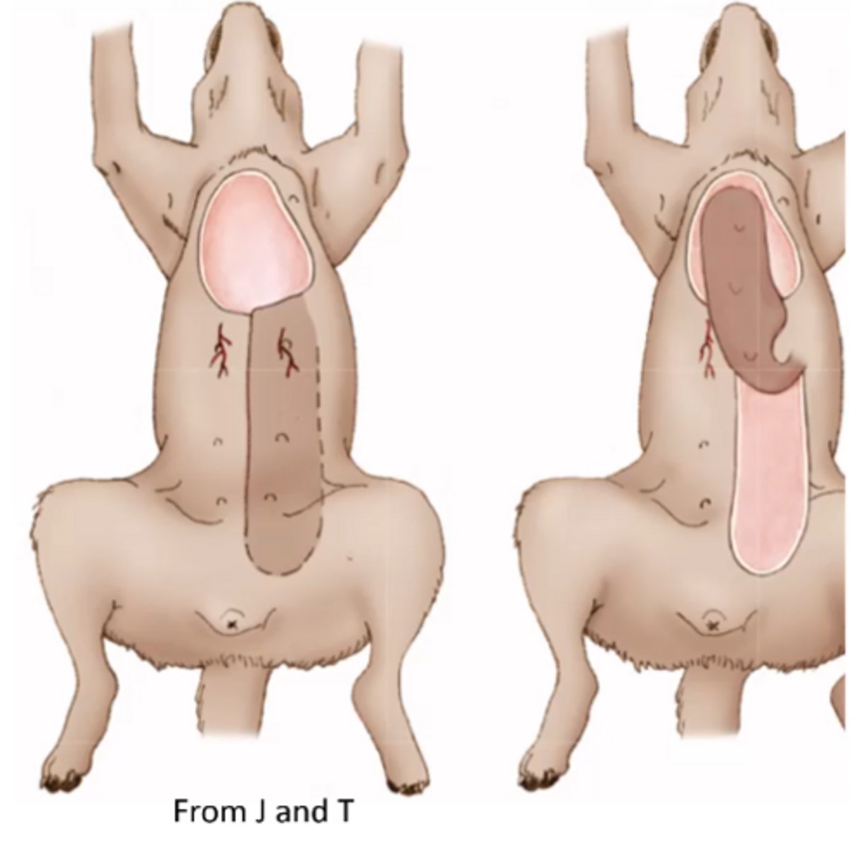 <p>Axial pattern flap</p>