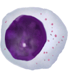 <ul><li><p>Evolutionary ancient cell that recognises anything as non-self and destroys it</p><ul><li><p>Involved in killing viruses</p></li></ul></li></ul><p></p>