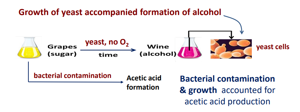 <p>fermentation is <strong><u>not</u></strong> a spontaneous, abiotic process, rather it is caused by the presence of living microorganisms (bacteria).</p>