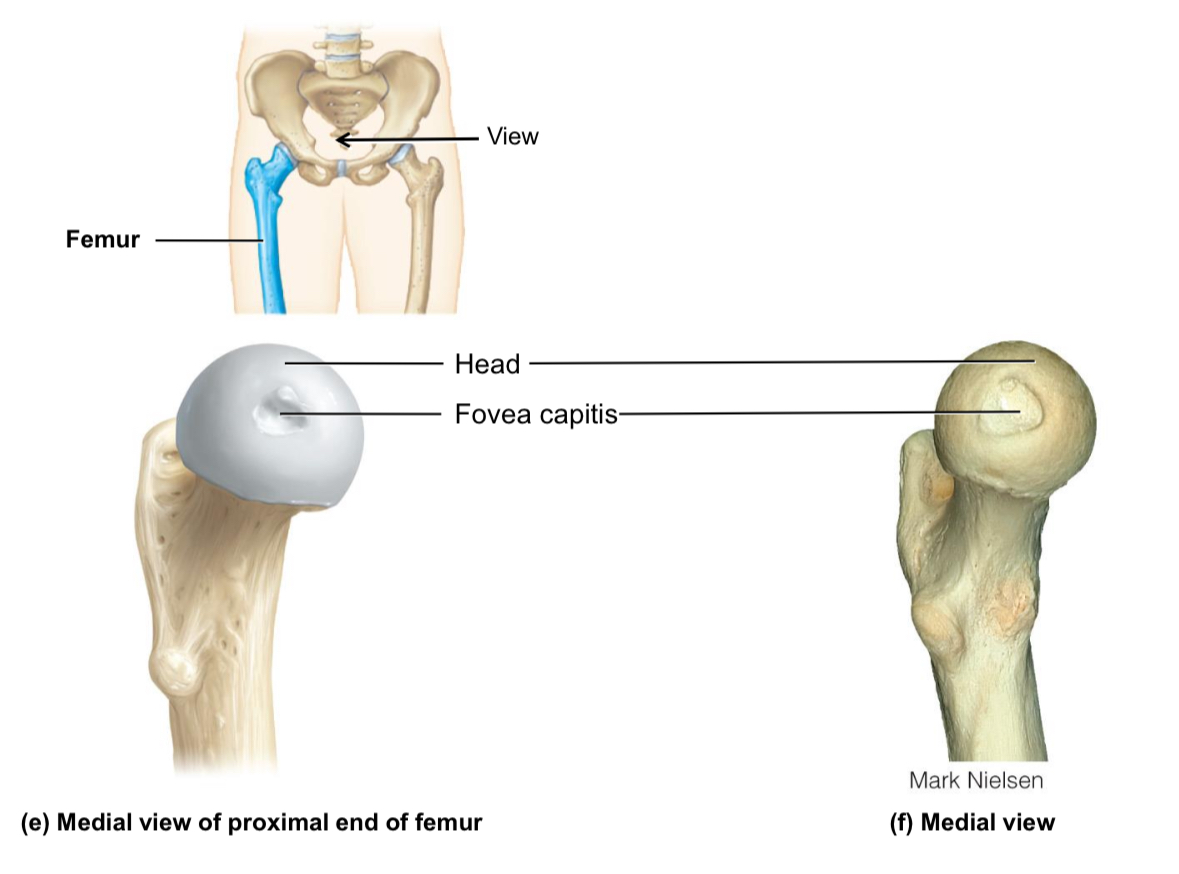 <p>Femur: Fovea capitis</p>