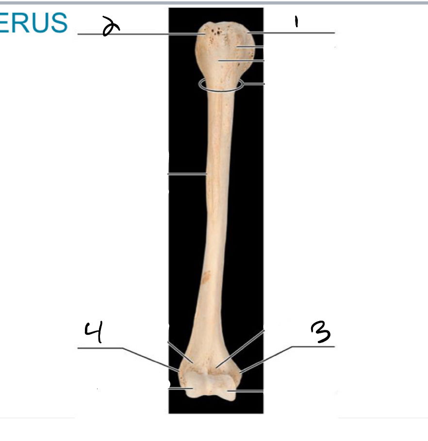 <p>3</p>
